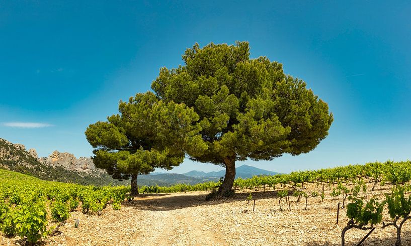 Les Dentelles de Montmirail, Gigondas, France by Rene van der Meer