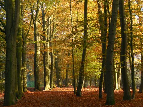 bos in herfstkleuren
