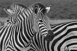 Zebra by Ronald Bruijniks