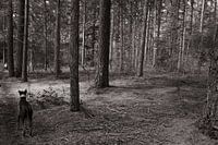Wald mit Hund