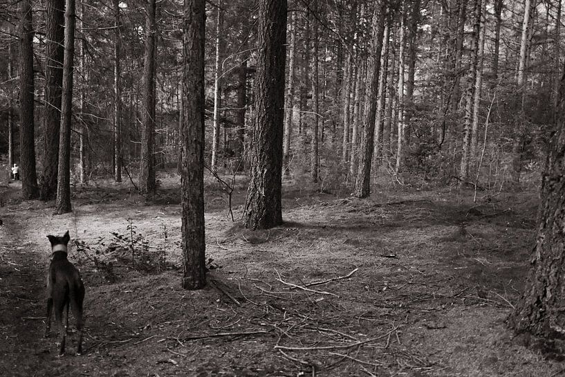 Forest with dog by Albert Hartwig
