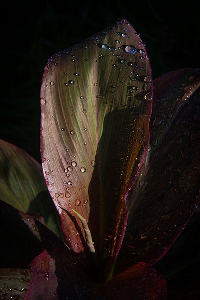 Blad met druppels van Ellis Peeters