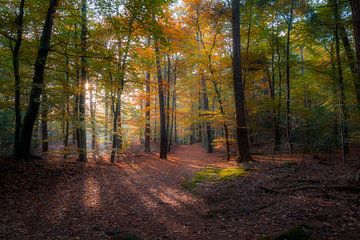 Zondsopkomst in het bos tijdens herfst seizon. (Panbos in de provincie Utrecht) van Jolanda Aalbers