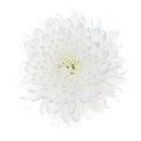 White Chrysanthemum on white background by Klaartje Majoor thumbnail