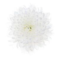 White Chrysanthemum on white background
