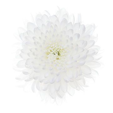 Chrysanthème blanc sur fond blanc sur Klaartje Majoor