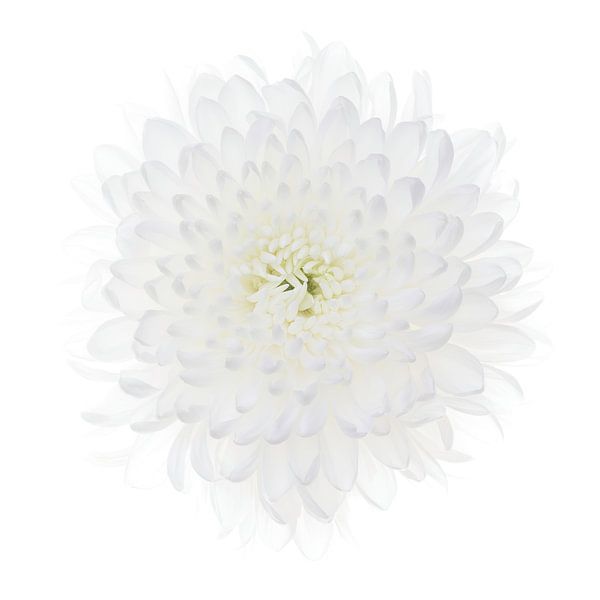 White Chrysanthemum on white background by Klaartje Majoor