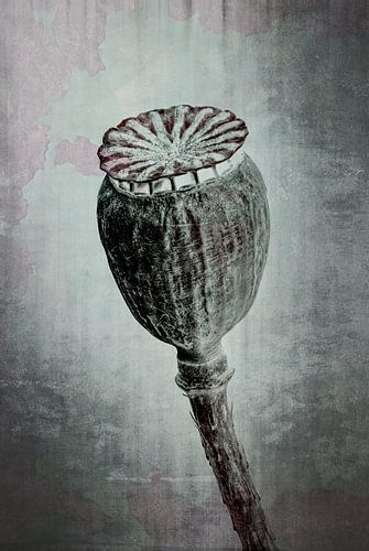 Poppy poppy - Poppy rhoeas