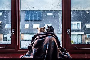 Katten Tijdens De Regen