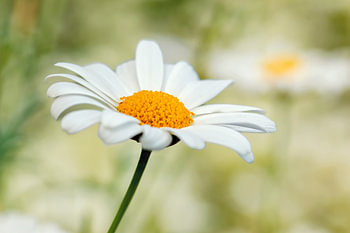 Margriet