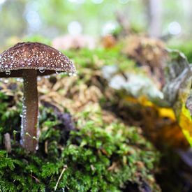 Paddestoel in het bos van Sanne Custers