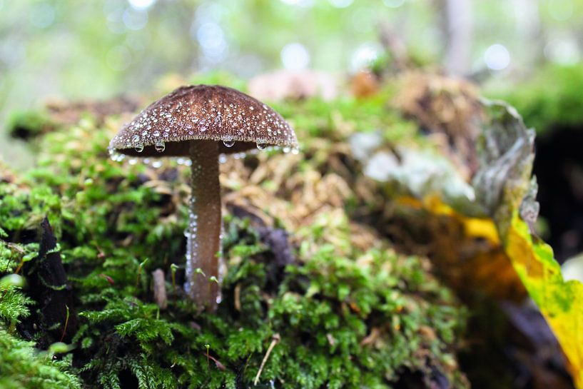 Paddestoel in het bos by Sanne Custers