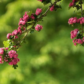 Bloesems in de maand mei van Dirk Maes