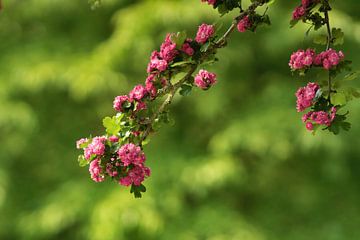 Bloesems in de maand mei van Dirk Maes