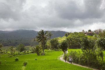 Een traditioneel rijstterras in de prachtige Sidemen-vallei van Oost-Bali, Indonesië