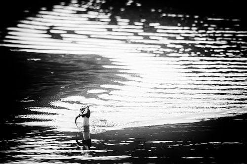 Fuut met vis (zwart-wit)