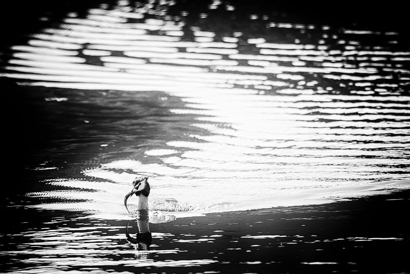 Crested grebe with fish (black and white) by Fotografie Jeronimo