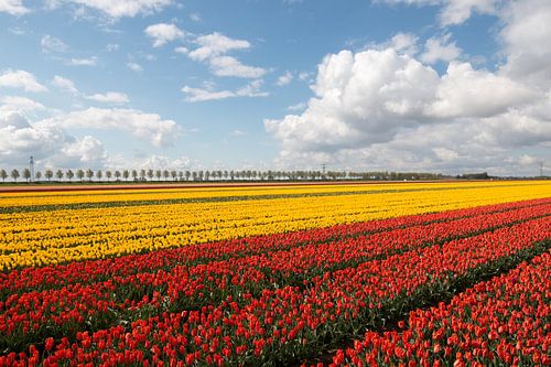 rote gelbe Tulpen mit einem schönen Wolkenhintergrund