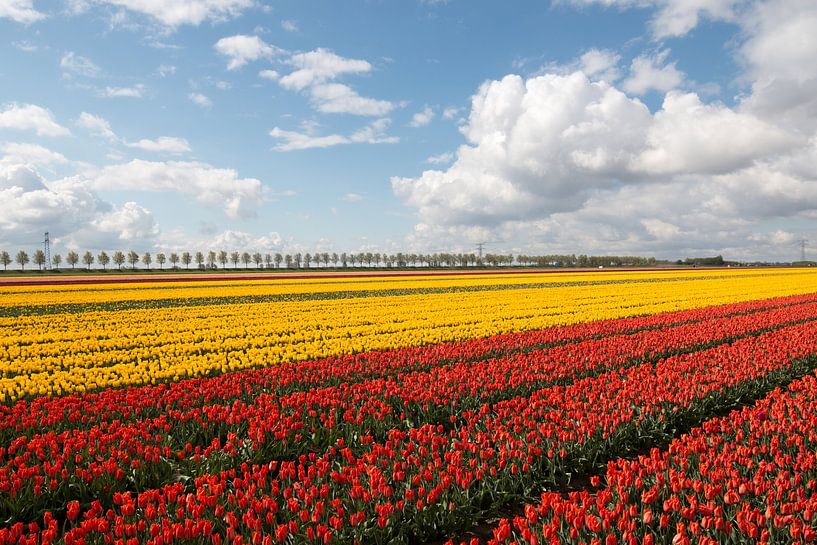 red yellow tulips with a beautiful clouds as background by W J Kok