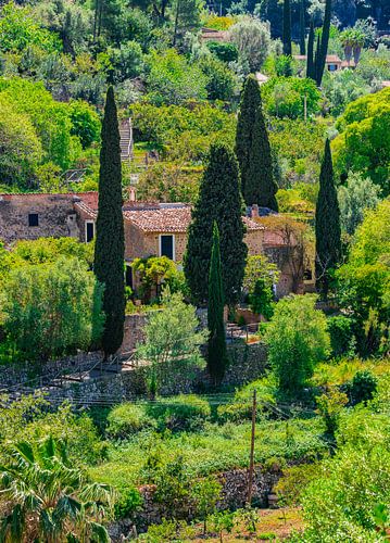Rustic house in mediterranean landscape with cypress trees