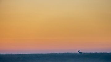 Edelhert in een sfeervol landschap - 5 van Sander Grefte