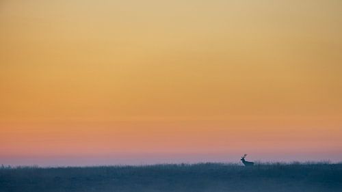 Edelhert in een sfeervol landschap - 5 van Sander Grefte