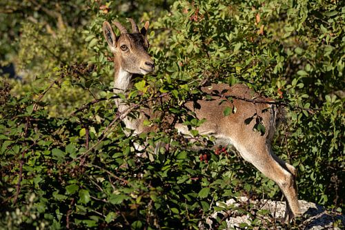 Steinbock im Wald