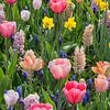 Panorama der Blumenpracht im Keukenhof Blumengarten von Frans Lemmens