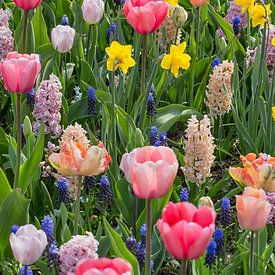 Panorama der Blumenpracht im Keukenhof Blumengarten von Frans Lemmens