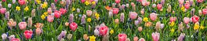 Panorama de la splendeur florale au jardin de fleurs Keukenhof
