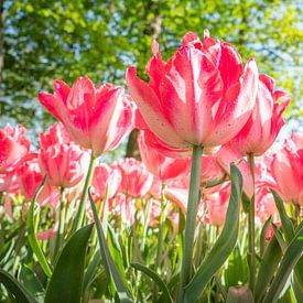🌸 Experience the Magic of White Rose Tulips: A Refreshing Look at Timeless Beauty 🌸 by Eriks Photoshop