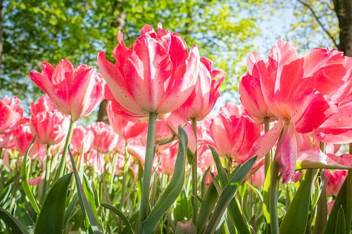 ? Erleben Sie den Zauber der weißen Tulpen: Ein erfrischender Blick auf zeitlose Schönheit ?
