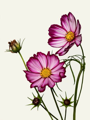 Cosmea Wildblume von Marga Vroom