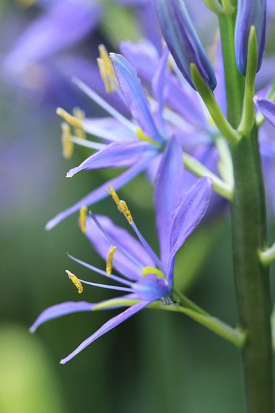 Camassia by Bärbel Severens