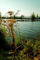 Vues estivales du lac du Bouclier depuis la réserve naturelle de Tetjehorn