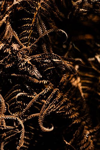 Whispers of the Forest