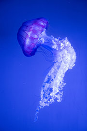 Qualle im blauen Licht in Valencia