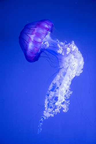 Kwal in blauw licht in Valencia