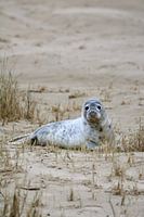 Zeehond op Terschelling.
