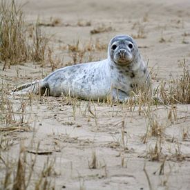 Seal on Terschelling. by Roy Zonnenberg
