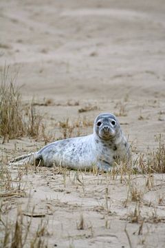Seal on Terschelling. by Roy Zonnenberg