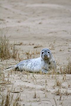 Zeehond op Terschelling. van Roy Zonnenberg