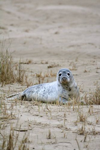 Siegel auf Terschelling.