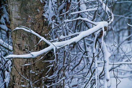 stam omcirkelt door takken van witte sneeuw
