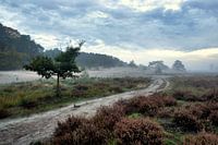 Landschap met heide