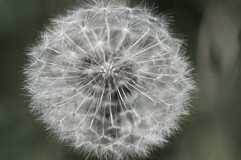 Uitgebloeide paardenbloem