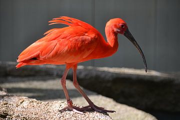 Ibis