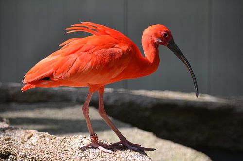Ibis