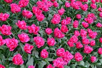 Roze bloemen Keukenhof Holland. Heldere prachtige kleuren.