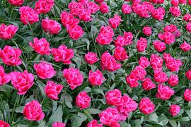 Roze bloemen Keukenhof Holland. Heldere prachtige kleuren. van Marianne Hoekman